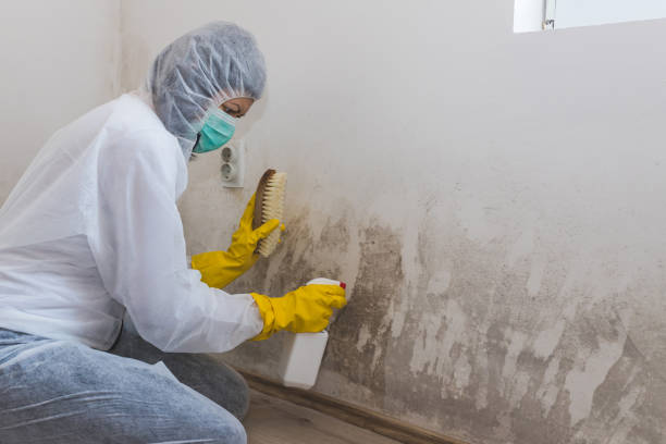 Best DIY Mold Remediation Support Services in Booneville, MS